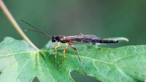 Rhyssella obliterata